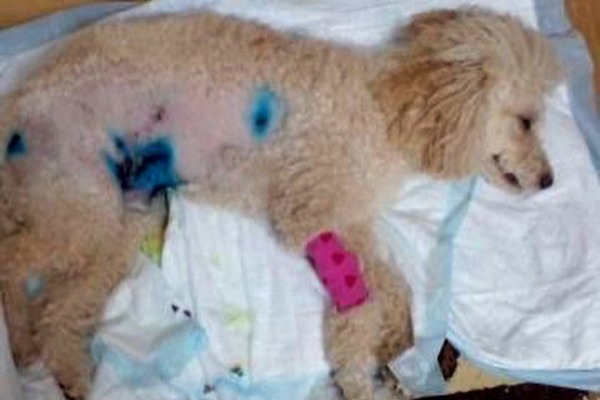 В Азове бездомные собаки насмерть разорвали домашнего пуделя