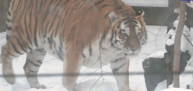 В Год тигра сотрудники зоопарка Ростова надеются на создание полосатой семьи