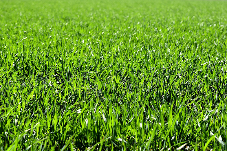 ТАСС: На Дону планируют запустить производство искусственной травы