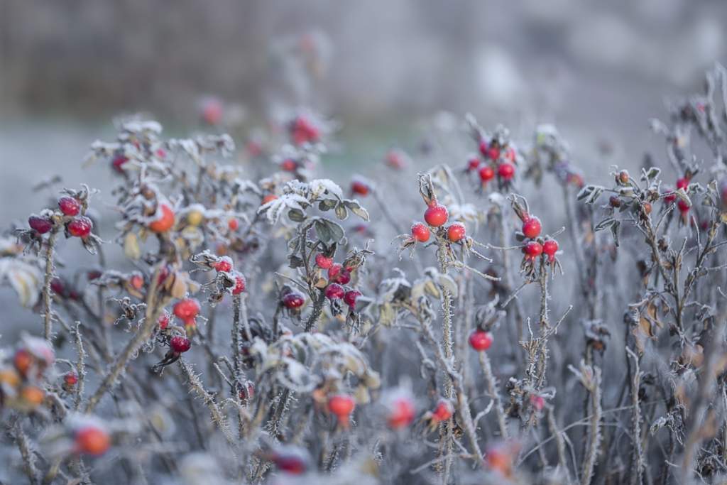 Синоптик объяснила необычно холодную погоду в Ростовской области