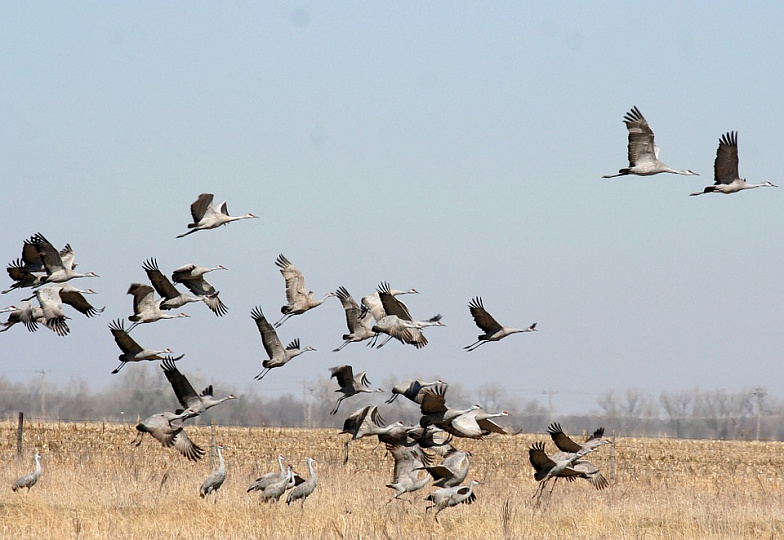 В Ростовскую область после зимовки вернулись перелетные птицы