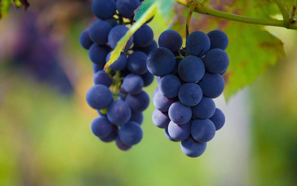 В Ростовской области поддержка виноградарства станет больше на 8 млн рублей