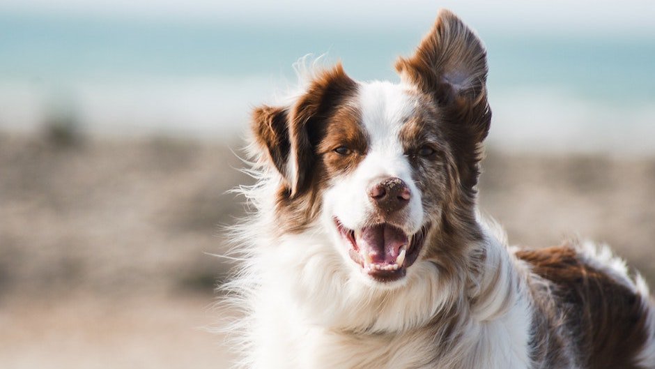 Гастроэнтерологи: проживание с собакой может защитить от болезни Крона