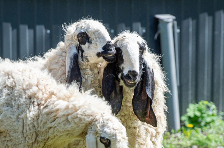 В зоопарк Ростова привезли овец лойской породы