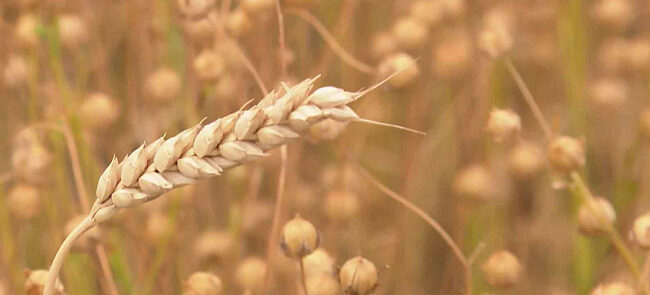 Ночные морозы на Дону повлияли на рост озимой пшеницы