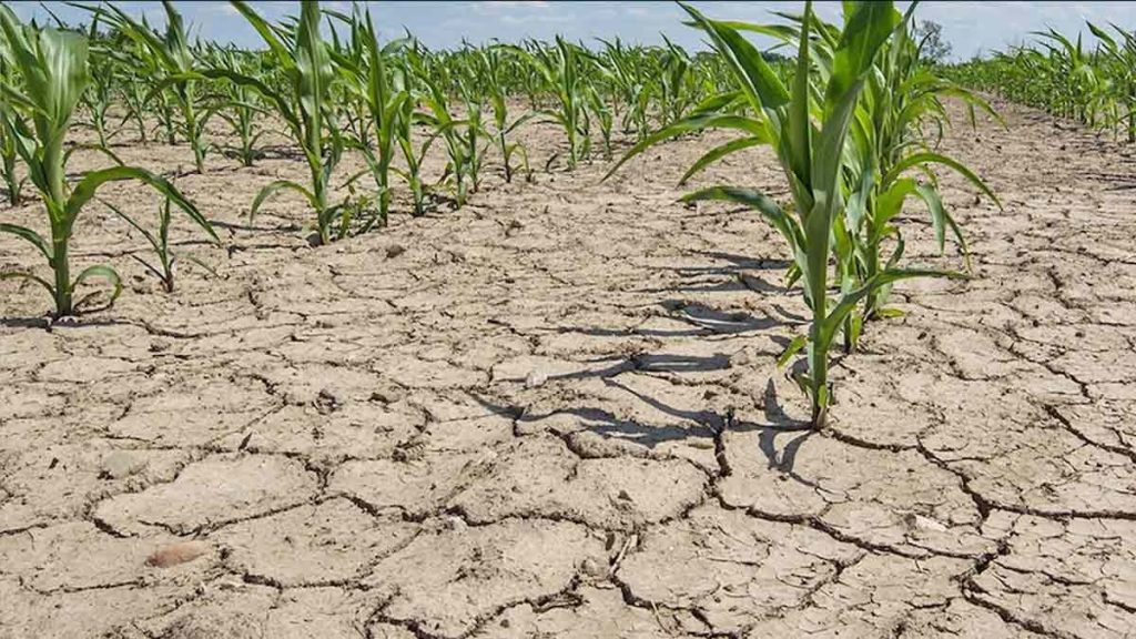 Затяжные засухи начнутся в Ростовской области из-за глобального потепления