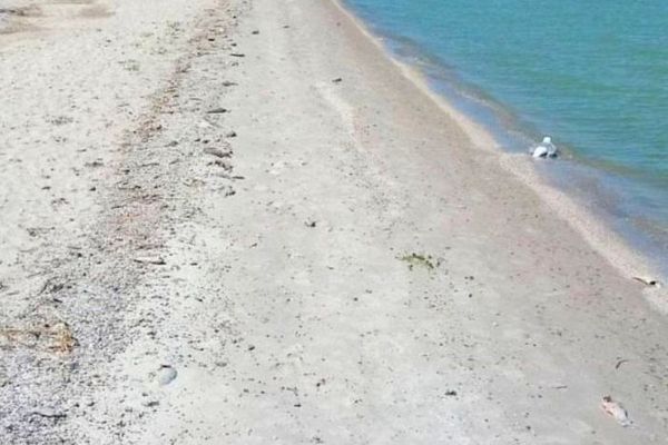 Пляжи Азова и района вошли в число самых грязных в регионе