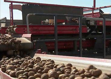 Овощеводы Дона постепенно переходят на выращивание отечественного картофеля