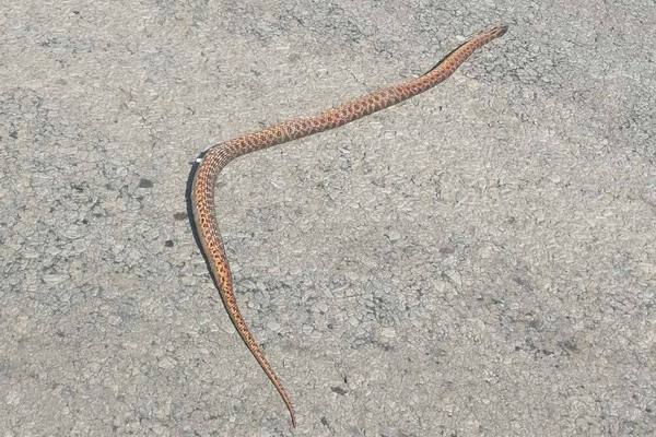 В Азовском районе полутораметровую змею обнаружили на автодороге