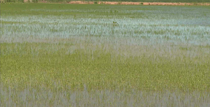 В Ростовской области стартовала обработка посевов риса 