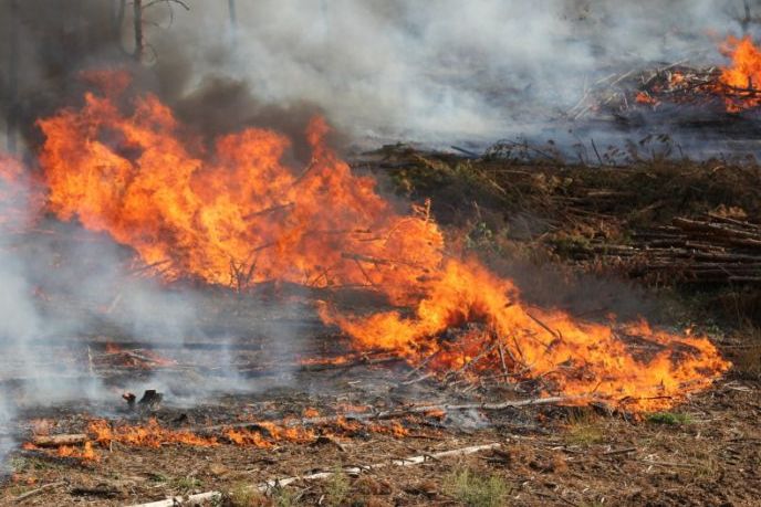 Штрафы за выжигание сухой растительности получили организации Дона