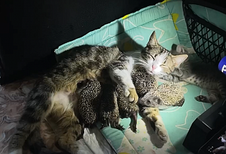 В Ростовской области кошка Мурка усыновила пятерых ежиков после гибели их мамы