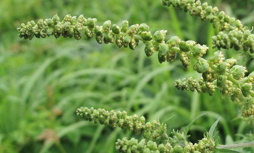 В Азовском районе против амброзии применяют гербициды