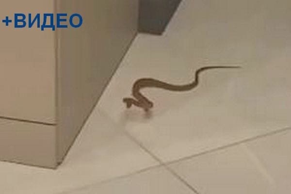 В Азове змея напала на мужчину в его собственной квартире