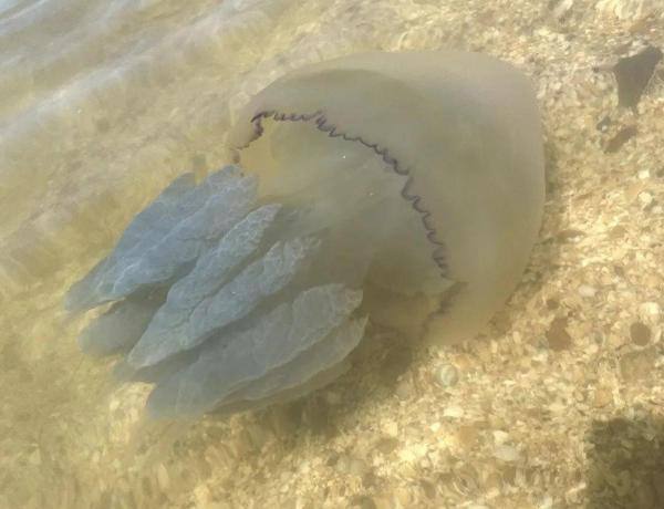 Побережье Азовского моря заполонили медузы