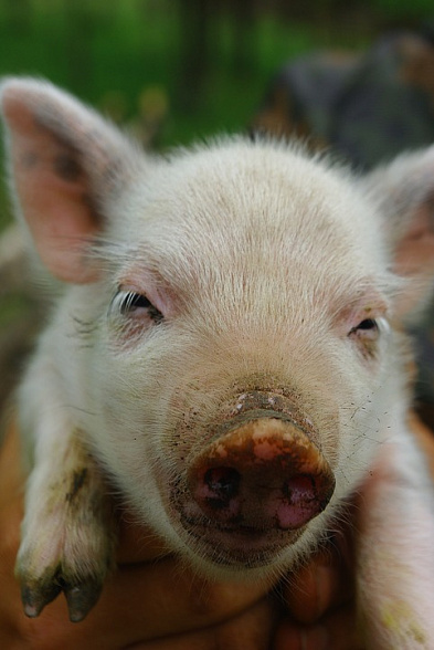 В Ростовской области у домашних свиней нашли африканскую чуму