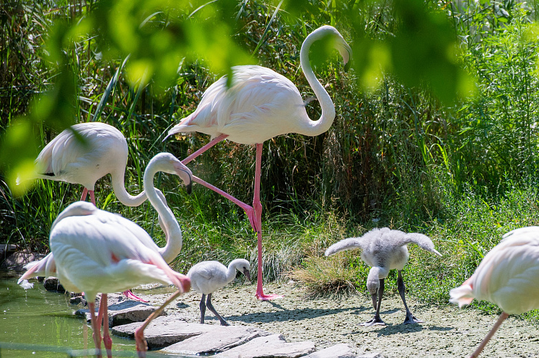 Птенцы розового фламинго появились на свет в зоопарке Ростова