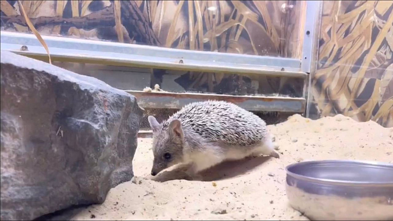 В зоопарке Ростова ночной хищник радует посетителей своей активностью днем