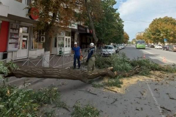 В центре Азова сломанное дерево едва не упало на прохожих
