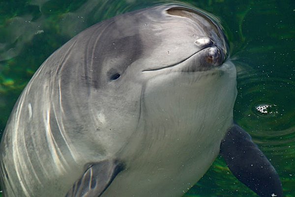 В акваторию морского порта Азов заплыл дельфин