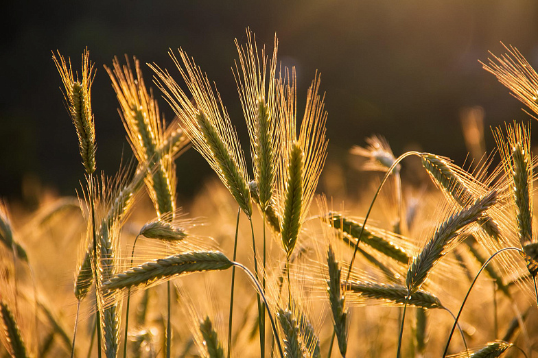 Более 15 млн тонн зерновых собрали в Ростовской области в этом году
