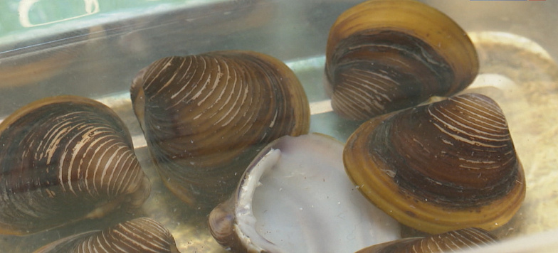 Съедобные заграничные моллюски стали активно размножаться в низовьях Дона