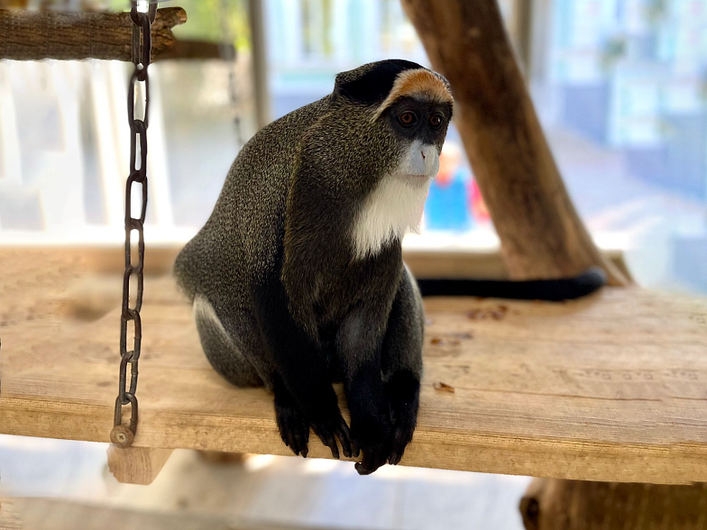 Впервые в истории ростовского зоопарка в нем поселились мартышки Бразза