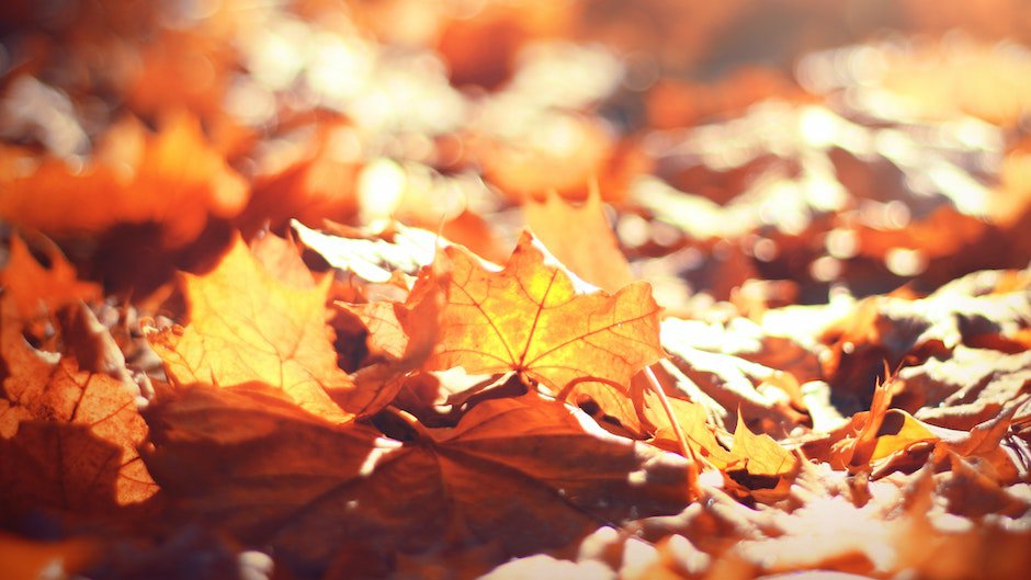 Стало известно об опасности популярных осенних фотосессий в листьях