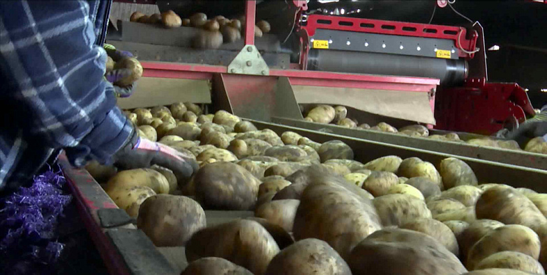В Ростовской области завершается уборка овощей и картофеля