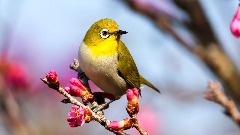 Пение птиц признали полезным для психологического здоровья