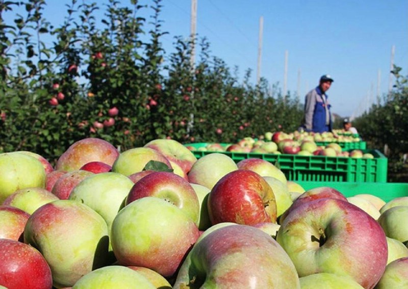 В Азовском районе завершается сбор яблок