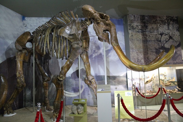Азовский музей–заповедник в прямом эфире покажет появление трогонтериевого мамонта