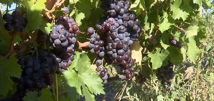 В Ростовской области собрали виноград с 70% занятых площадей