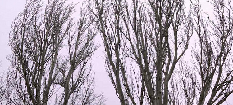 Сильный ветер, гроза и мокрый снег: в Ростовской области объявили штормовое предупреждение