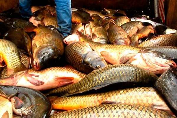 Рыболовные предприятия исчерпали лимит сазана в Азовском море