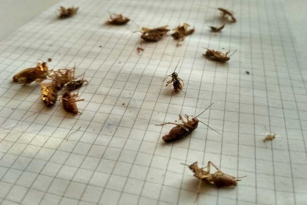 После жалоб пациентов в ЦГБ Азова потравили тараканов