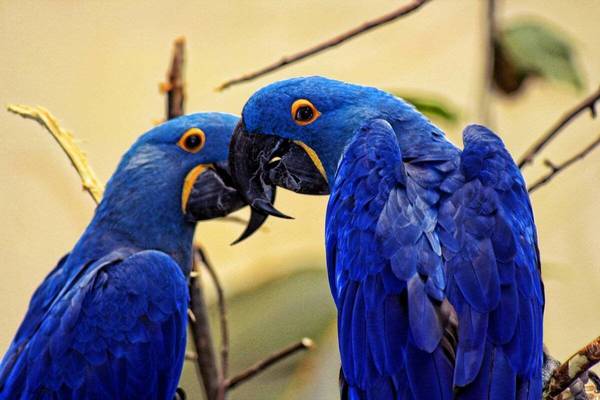 Знаменитые попугаи из Азовского района погибли от холода