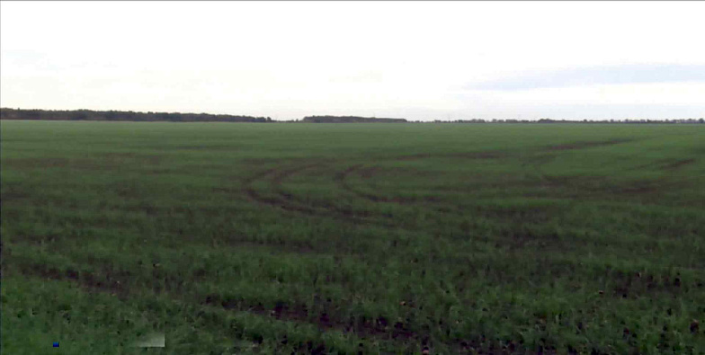 В Азовском районе обнаружили полторы тысячи тонн льна, зараженного растением-паразитом