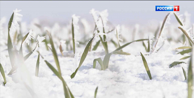 Синоптики рассказали, ожидать ли снег в Ростовской области на Новый год