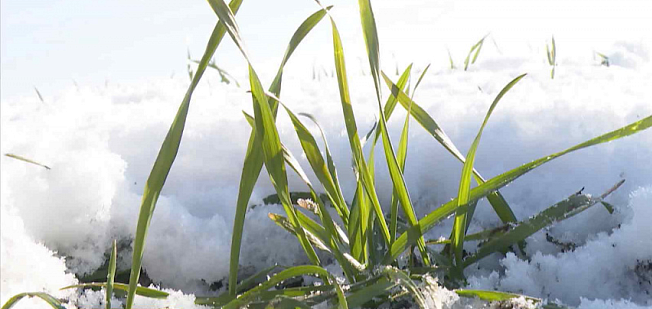 После похолодания в донском регионе озимая пшеница перешла в стадию закалки