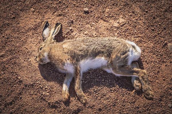 В Азовском районе охотники в 2022 году нашли 73 павших зайца