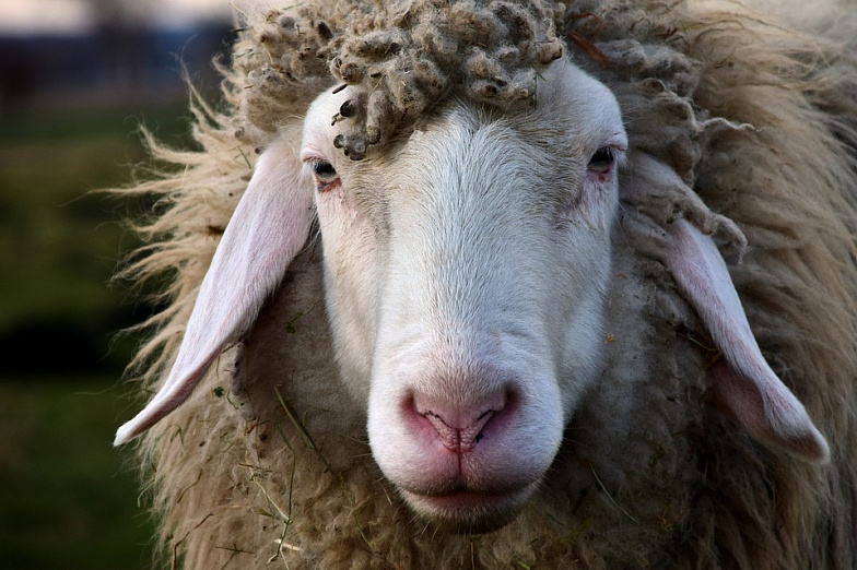 У донских овцеводов стартовала окотная кампания