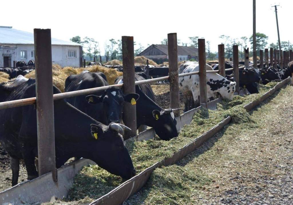 В Азовском районе планируют «перезагрузить» животноводство