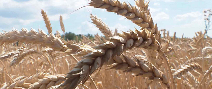 За прошлый год с территории Ростовской области импортировали более пяти миллионов тонн зерна