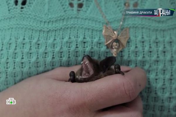 Жительница Азов развела в съёмной квартире 500 летучих мышей