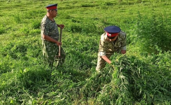 В Азове казачьи патрули изъяли более 0,5 килограмма наркотиков в 2022 году