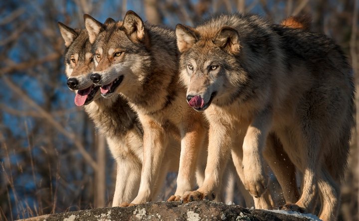 В Азовском районе выросла популяция волков