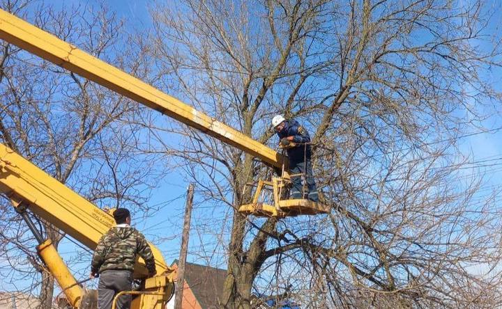 В Азове спасатели сняли с дерева заклёванного воронами кота