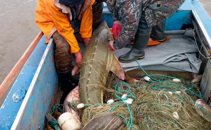 В Азове спецслужбы накрыли банду браконьеров с многомиллионным уловом краснокнижных рыб