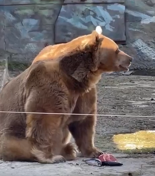В Ростовском зоопарке после спячки проснулись медведи